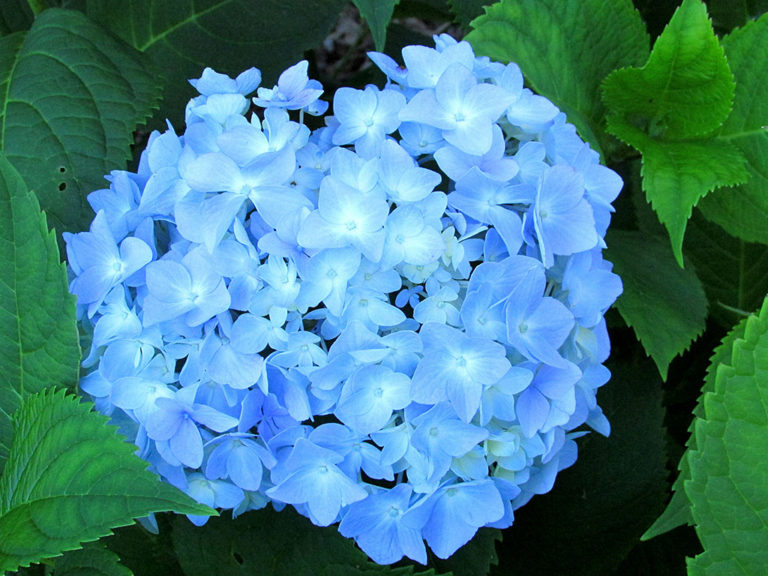 7 Light Blue Flowers to Grow In Your Garden - Travis Neighbor Ward