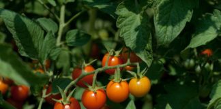 Sungold tomatoes are among the easy vegetables to grow