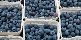 Blueberries in boxes